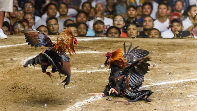 Chiến thuật thi đấu đá gà tre theo từng đối thủ