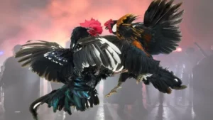 Đá gà cựa dao là gì? Nguồn gốc và đặc trưng nổi bật