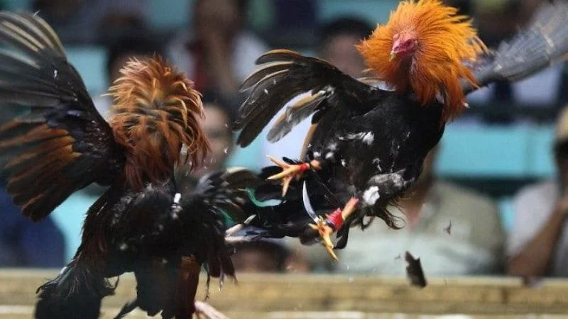Kinh nghiệm cá cược đá gà cựa dao hiệu quả cho anh em