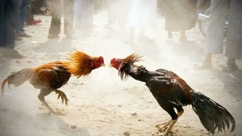 Lựa chọn nhà cái uy tín chuyên đá gà cựa sắt