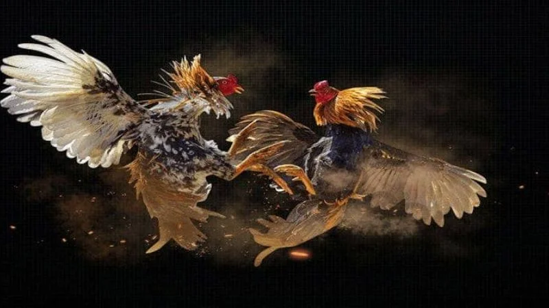 Luật chơi đá gà cựa dao mà người mới cần nắm rõ