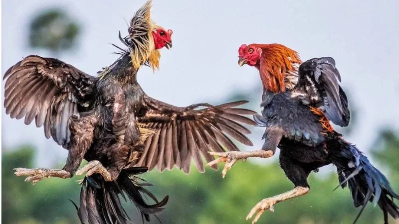 Phân biệt các hình thức đá gà cựa sắt trực tuyến