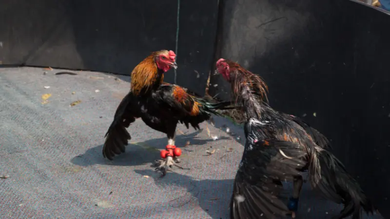 Sơ lược về sảnh cược đá gà VIN99 