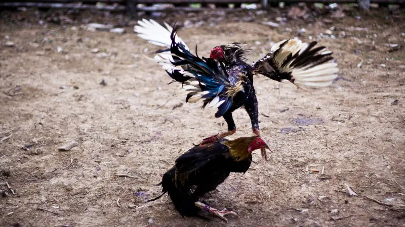 Thế mạnh vượt trội của đá gà VIN99 